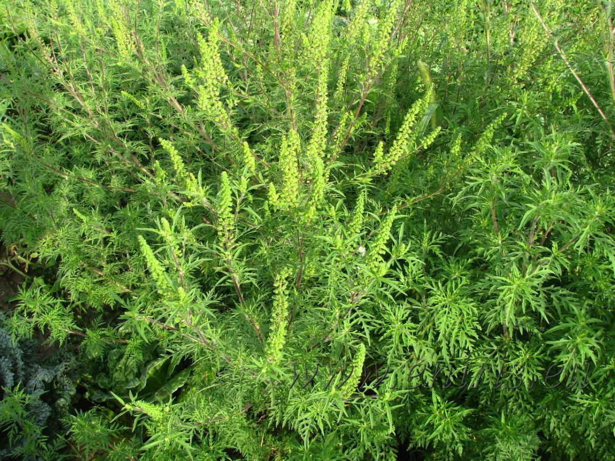 ambrosia-artemisiifolia