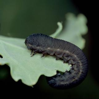 125004 Larve der Kohlrübenblattwespe (Athalia rosae). Turnip sawfly larva (Athalia rosae).
