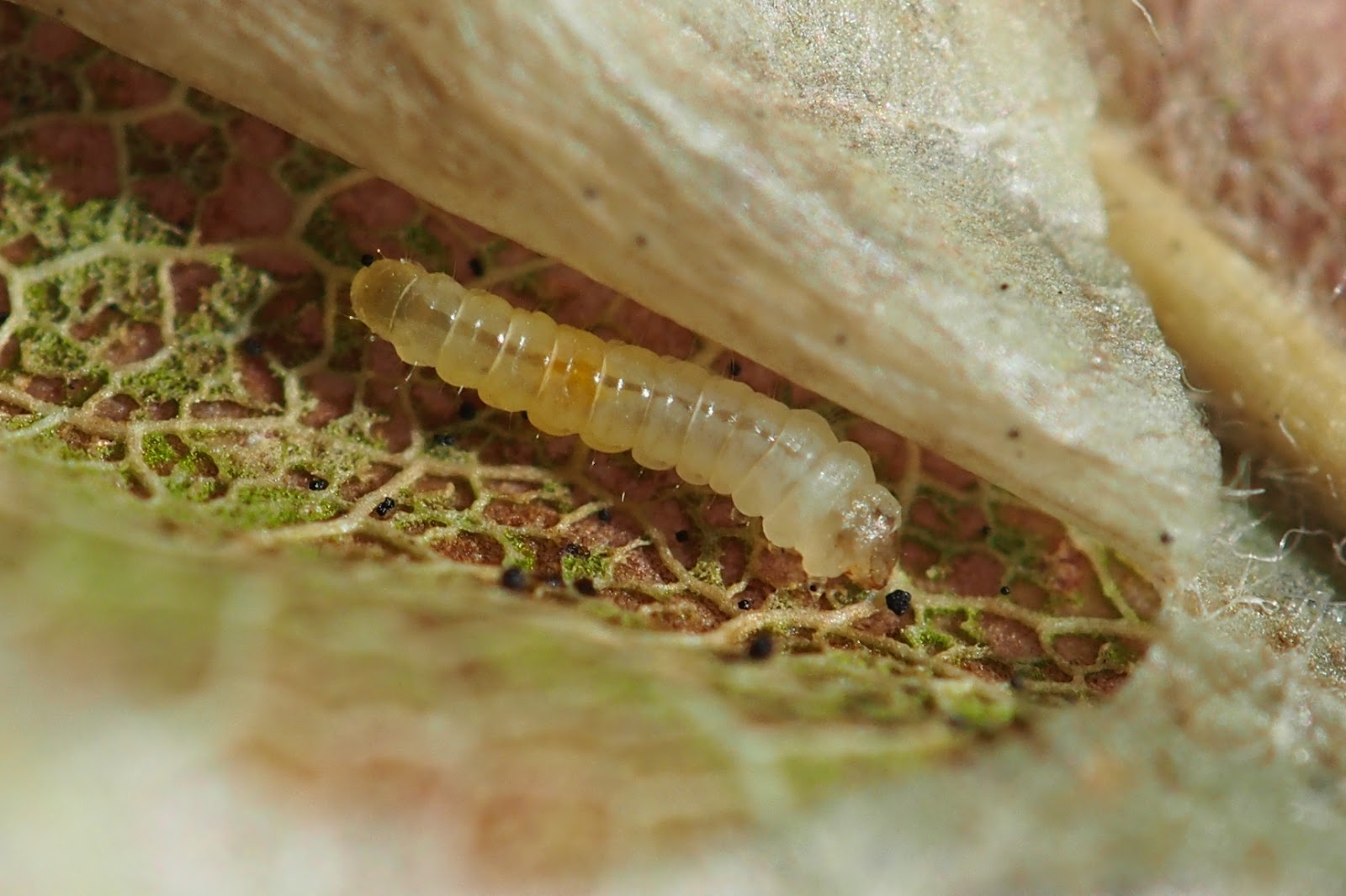 Minierul marmorat larva