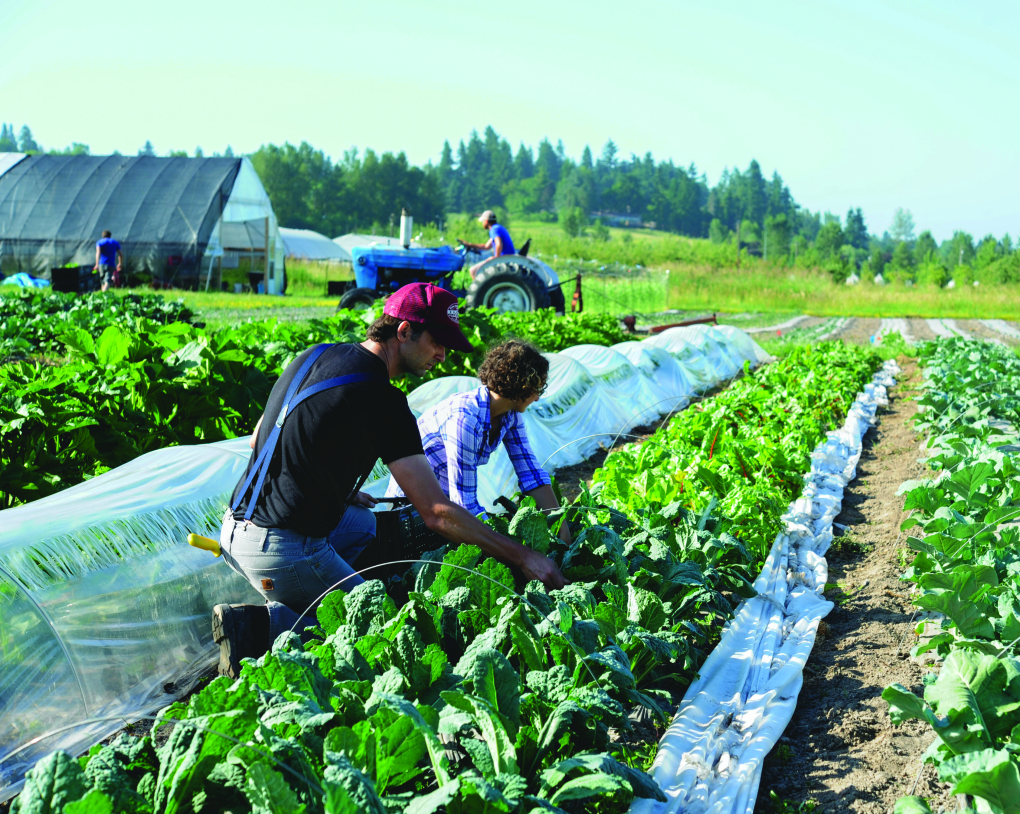 The Seattle Urban Farm Company crew harvesting kale at the organic farmland where they plant, tend, and harvest fresh food for Seattle area restaurants.