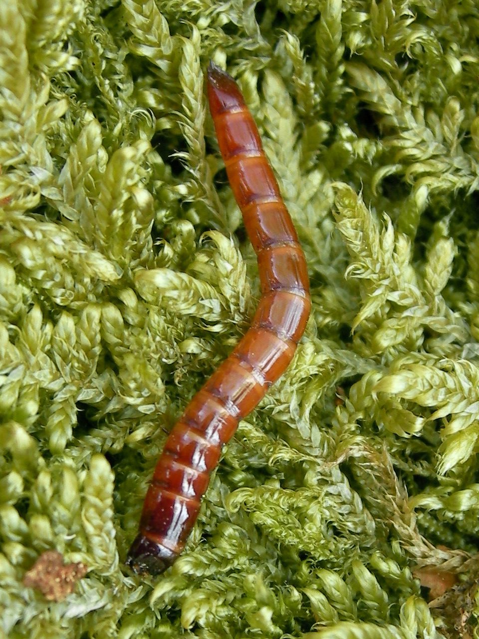 Viermele sarma larva