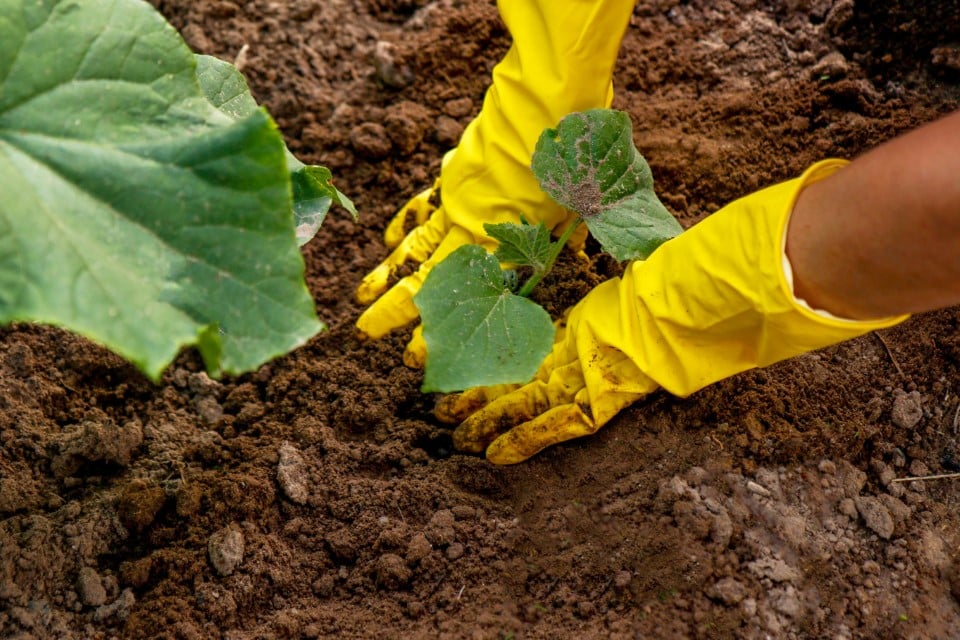 Plantarea castraveților