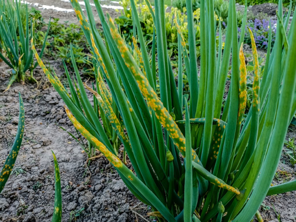 Rugina cepei- descriere-Puccinia allii