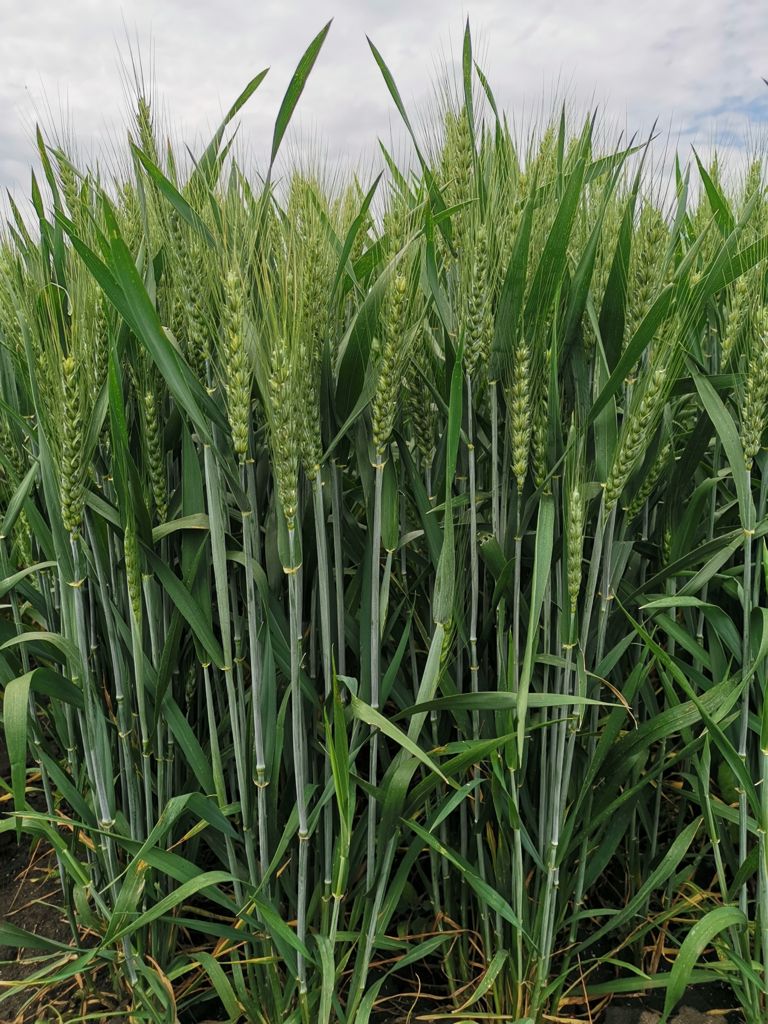 RUBISKO - soiul iscusit de grau cu potential de productie de pana la 10 ...